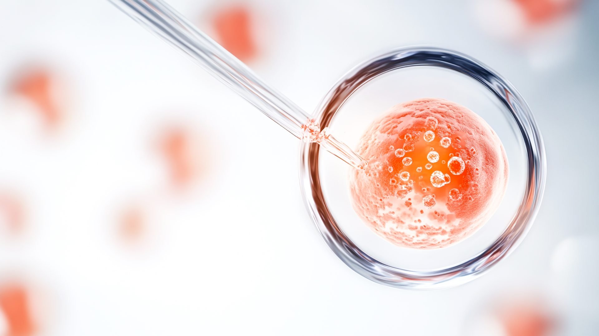 Congelamento de óvulos ou embriões: quais são diferenças?