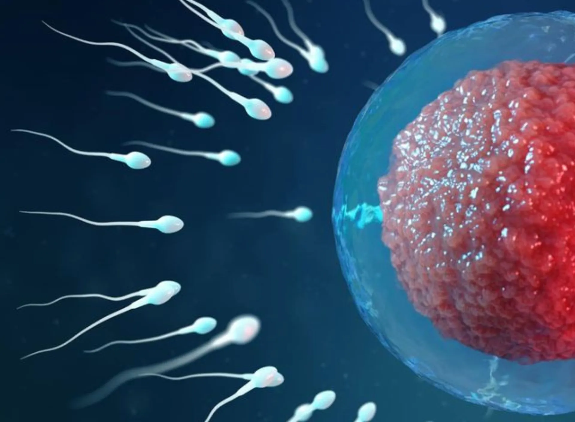 1 blog inventre marÇo 1 pilar page fertilidade e investigação reprodutiva (1)