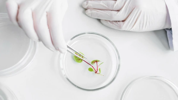 Análise laboratorial em reprodução humana com manipulação em placa de Petri durante investigação de fertilidade