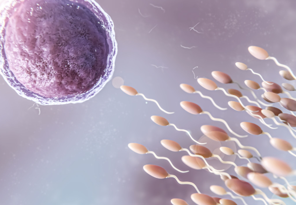 Espermatozoides em direção ao óvulo em ilustração 3D sobre fertilidade e investigação reprodutiva.